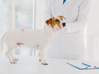 maladie d’Addison chez le chien